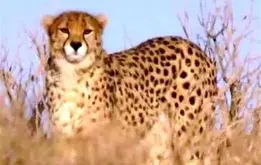 یوزپلنگی که سر سفره غذا می‌خورد!