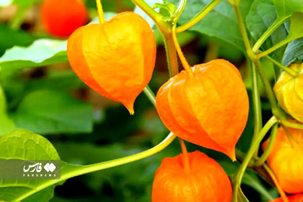 گران‌قیمت‌ترین میوه ایران را می‌شناسید؟