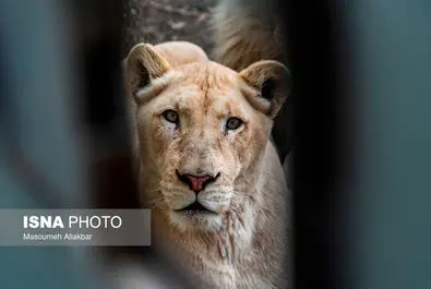 شیرهای سفید پارک چمران به دنیا آمدند