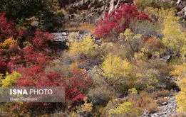 پاییز  در جنگل‌های طارم، هندوستان ایران