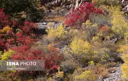 پاییز  در جنگل‌های طارم، هندوستان ایران