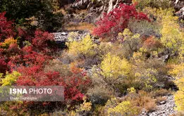 پاییز  در جنگل‌های طارم، هندوستان ایران