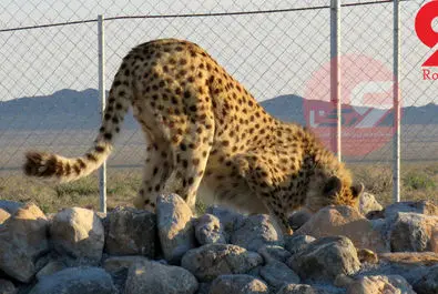 یوزپلنگ ایرانی  ایران خانم