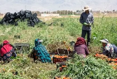  زنان کارگر در زمین‌های کشاورزی
