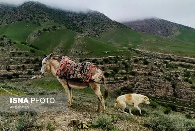 دره ارغوان