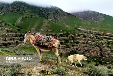 دره ارغوان