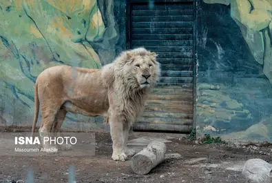 شیرهای سفید پارک چمران به دنیا آمدند