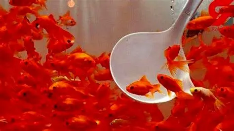 چرا نباید ماهی قرمز بخریم؟ 