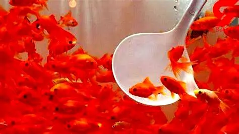 چرا نباید ماهی قرمز بخریم؟ 