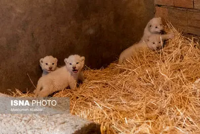 شیرهای سفید پارک چمران به دنیا آمدند