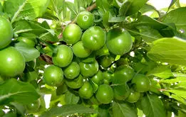 گوجه سبز ۳ میلیون تومان ناقابل! +عکس