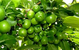 گوجه سبز ۳ میلیون تومان ناقابل! +عکس
