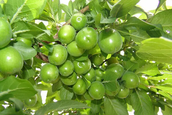 گوجه سبز ۳ میلیون تومان ناقابل! +عکس