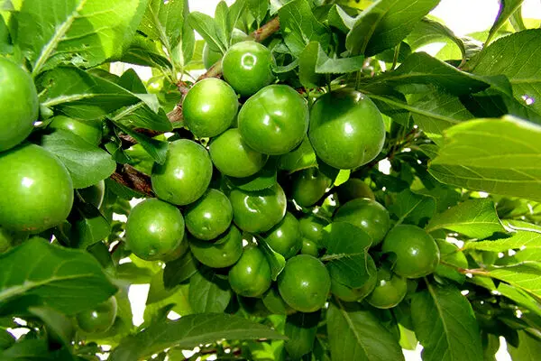 گوجه سبز ۳ میلیون تومان ناقابل! +عکس