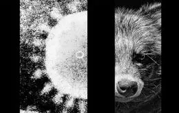 این حیوان عجیب، راز کرونا را بالاخره برملا کرد + تصاویر