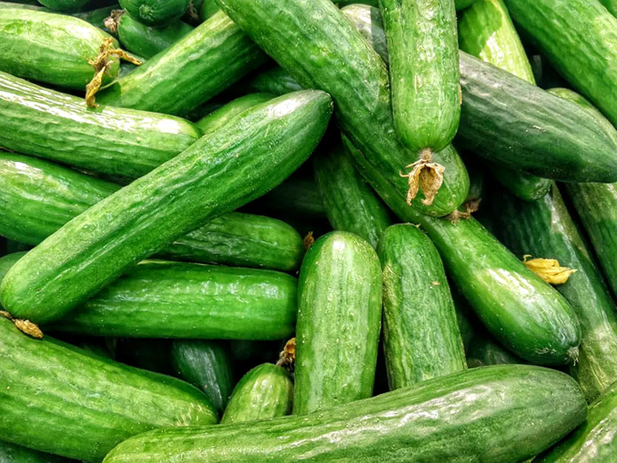 این میوه شما را جوان می‌کند