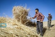  قیمت واقعی گندم اعلام شد

