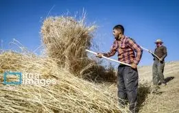  قیمت واقعی گندم اعلام شد

