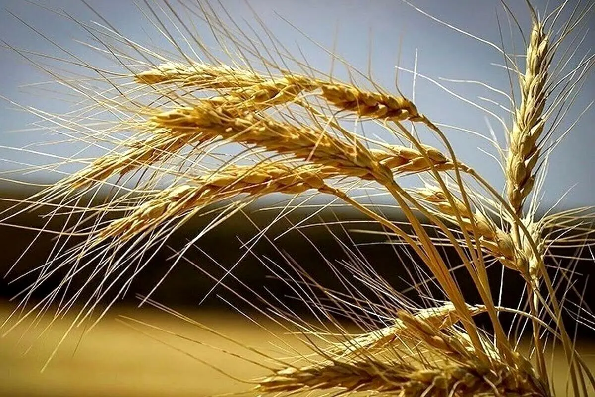  گندمکاران بخوانند؛ اطلاعیه سازمان هدفمندسازی یارانه‌ها
