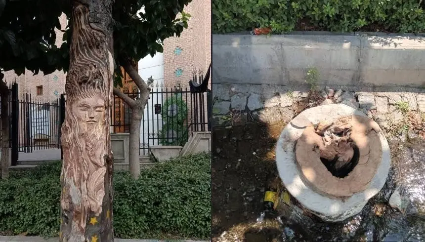 قطع یک درخت ۱۰۰ ساله  به خاطر نقش زن روی آن!+عکس