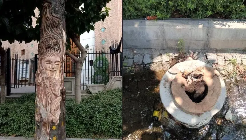 قطع یک درخت ۱۰۰ ساله  به خاطر نقش زن روی آن!+عکس