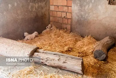 شیرهای سفید پارک چمران به دنیا آمدند