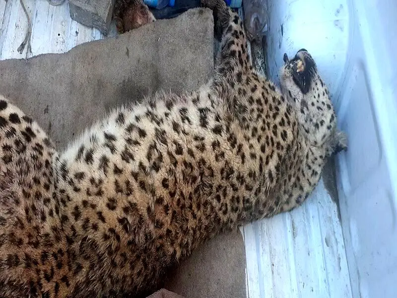 کشته شدن یک قلاده پلنگ در قوچان