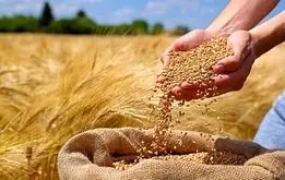 خبر مهم درباره تقسیم پول گندمکاران
