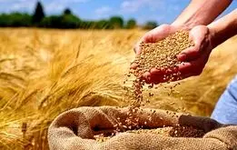 قیمت گندم تغییر کرد، گندمکاران منتظر تغییر نرخ خریددتضمینی گندم باشند