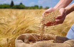 قیمت گندم تغییر کرد، گندمکاران منتظر تغییر نرخ خریددتضمینی گندم باشند