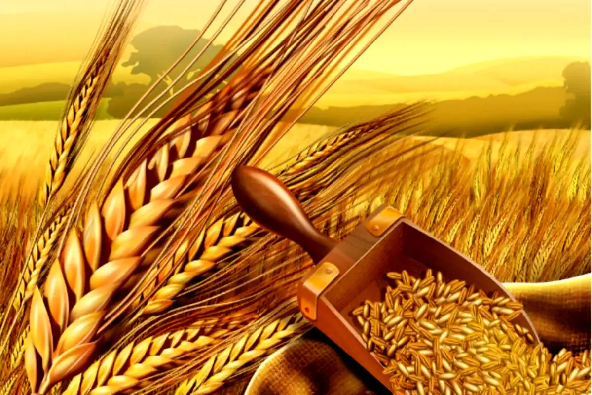 خبر مهم از افزایش خرید تضمینی گندم و قیمت آرد 