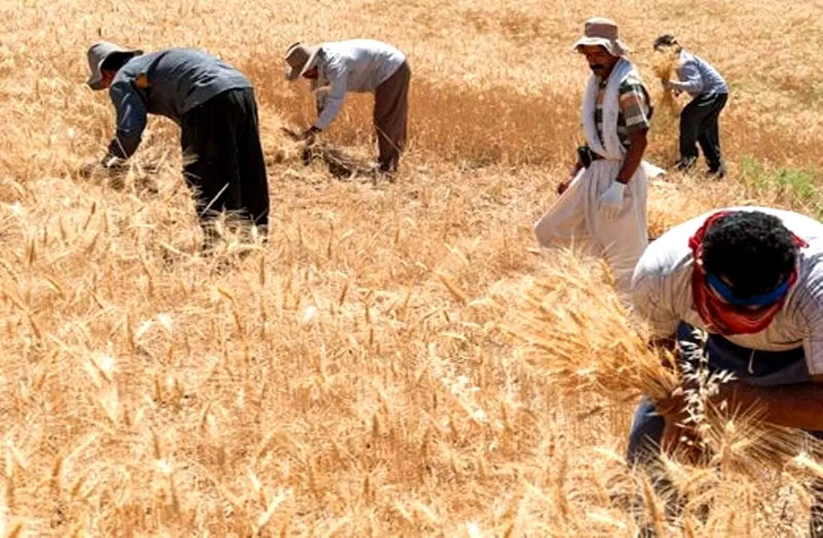 نظر سازمان برنامه  درباره قیمت گندم
