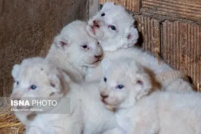 شیرهای سفید پارک چمران به دنیا آمدند