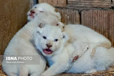 شیرهای سفید پارک چمران به دنیا آمدند