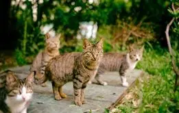 خانه سالمندان گربه‌ها اینجاست+فیلم