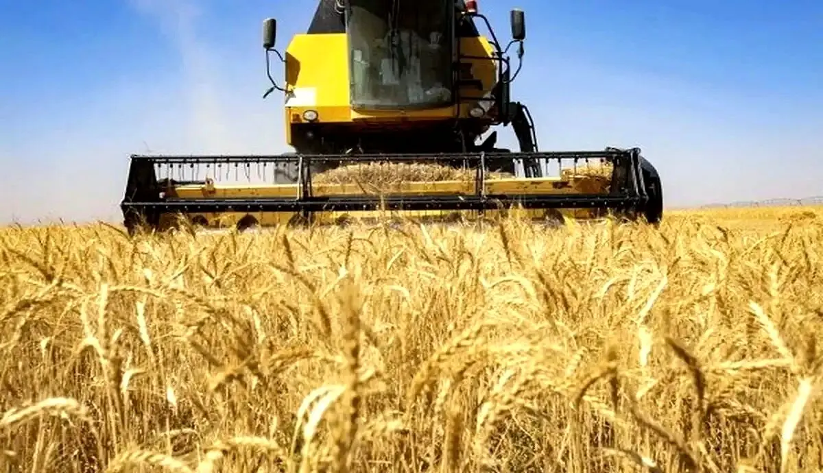 قیمت خرید تضمینی گندم در ۱۴۰۳ اعلام شد