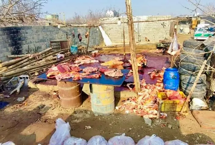 کشف کشتارگاه  اسب و الاغ در اسلامشهر + عکس