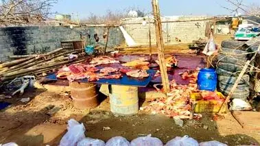 کشف کشتارگاه  اسب و الاغ در اسلامشهر + عکس