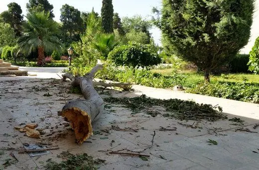 اتفاق دردناک / قطع ۲۰۰ درخت توسط یک سازمان در روز طبیعت