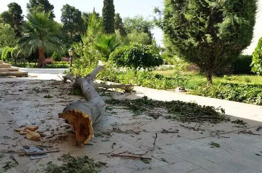 اتفاق دردناک / قطع ۲۰۰ درخت توسط یک سازمان در روز طبیعت