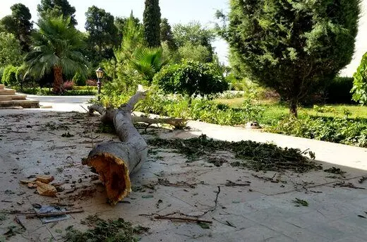 اتفاق دردناک / قطع ۲۰۰ درخت توسط یک سازمان در روز طبیعت