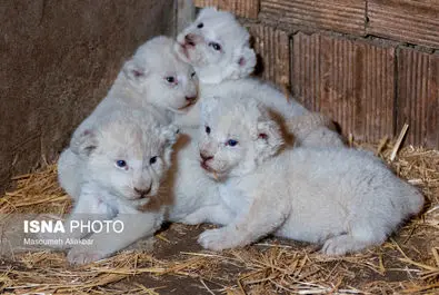 شیرهای سفید پارک چمران به دنیا آمدند