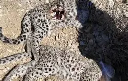 کشف مشکوک لاشه دو توله پلنگ