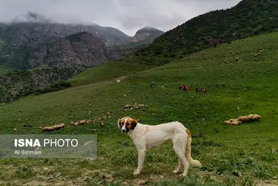 دره ارغوان