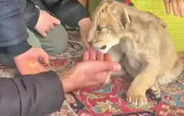 ارسال حیات‌وحش با پست و اسنپ | بچه‌شیر ۱۵۰ و یوزپلنگ ۲۰۰میلیون تومان!