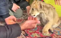 ارسال حیات‌وحش با پست و اسنپ | بچه‌شیر ۱۵۰ و یوزپلنگ ۲۰۰میلیون تومان!