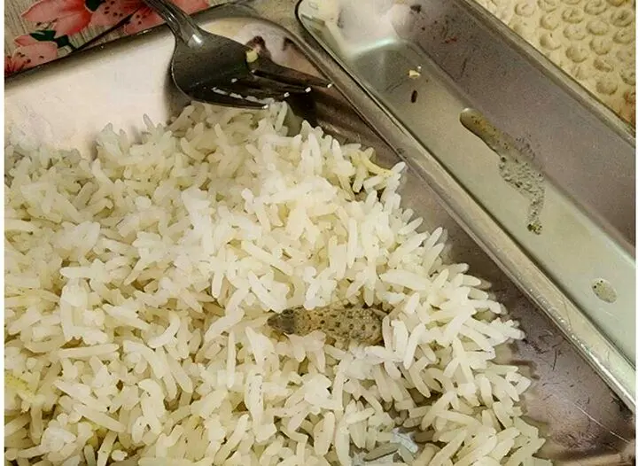واکنش دانشگاه علوم پزشکی کاشان به مارمولک خبرساز