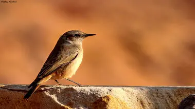 چکچک ایرانی بالاخره رویت شد