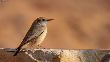 چکچک ایرانی بالاخره رویت شد