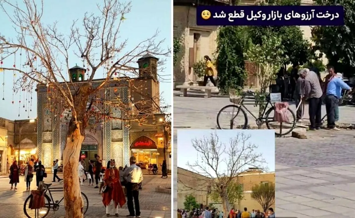 «درخت آرزوها» در شیراز را به یک دلیل عجیب قطع کردند  + تصویر
